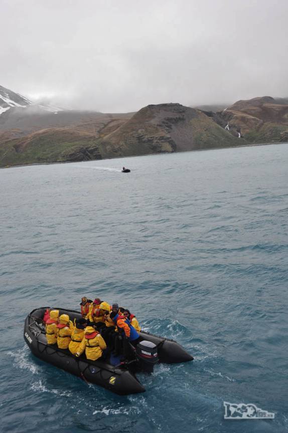 Zodiacs levam os passageiros para Fortuna Bay Geórgia do Sul, para a caminhada até Stromness